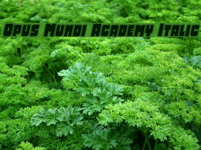 Opus Mundi Academy Italic Caratteri examples