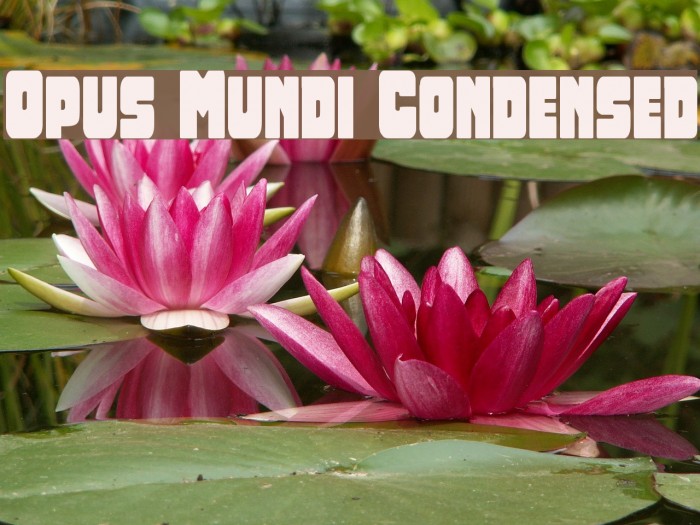 Opus Mundi Condensed Font examples