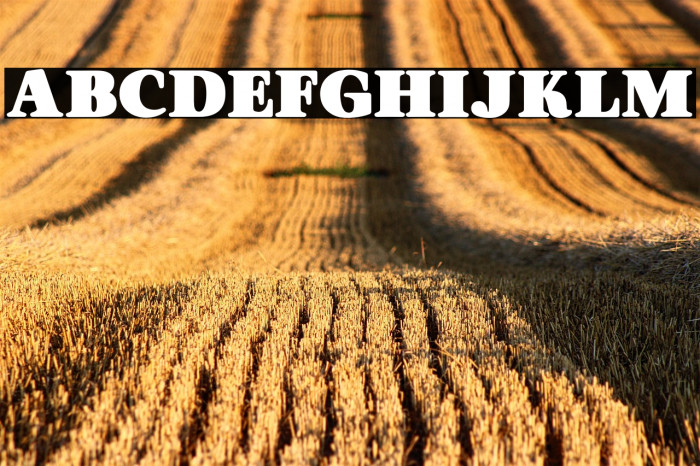 ORANGESPERSONALUSE-Bold Example 2