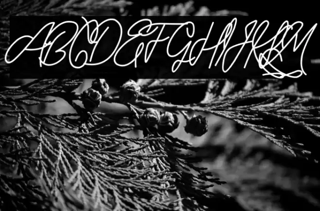 ORYZA SATIVA DEMO Font examples