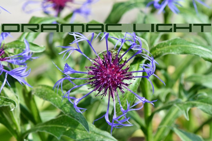 Oramac Light Font examples