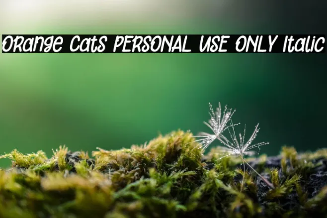 Orange Cats PERSONAL USE ONLY Italic Example 1