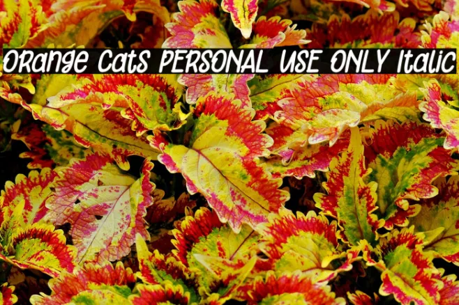 Orange Cats PERSONAL USE ONLY Italic Example 2