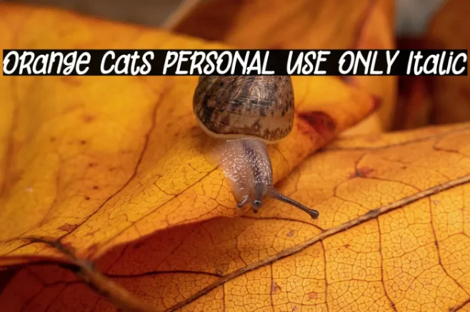 Orange Cats PERSONAL USE ONLY Italic Example 3