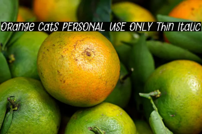 Orange Cats PERSONAL USE ONLY Thin Italic Example 1