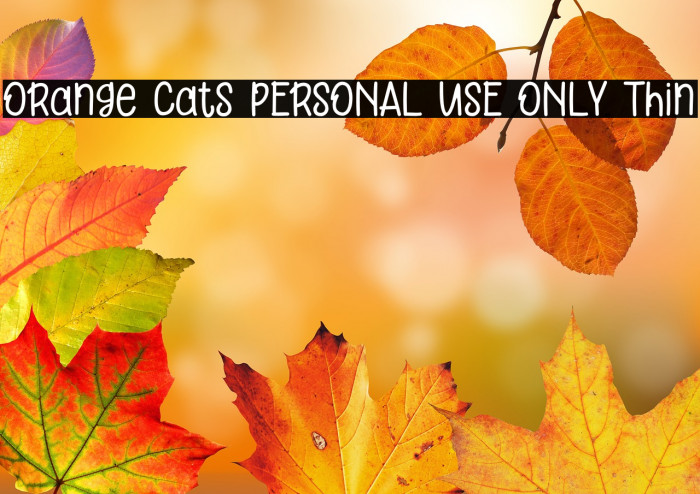 Orange Cats PERSONAL USE ONLY Thin Example 3