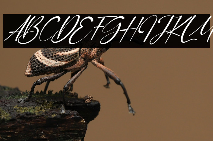 Orange Signature Italic Example 2