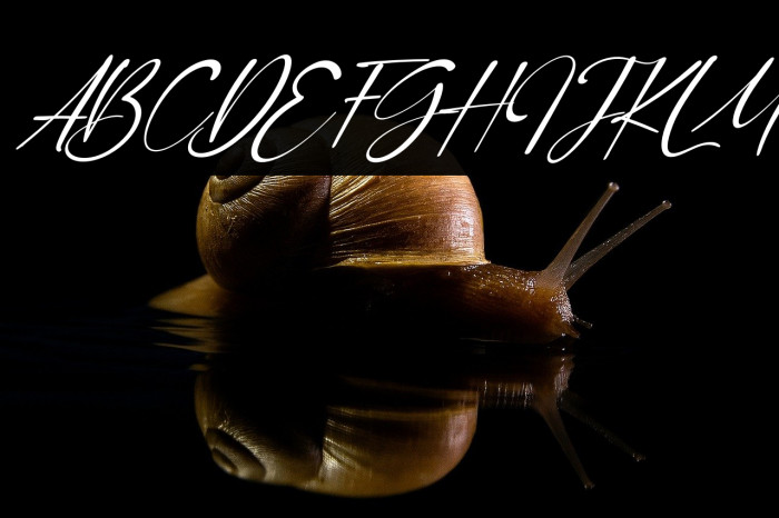 Orange Signature Italic Example 3