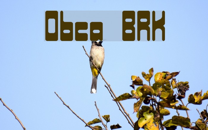 Orbicular BRK Font examples