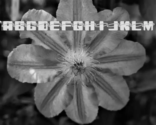 Orbitronio Polices examples