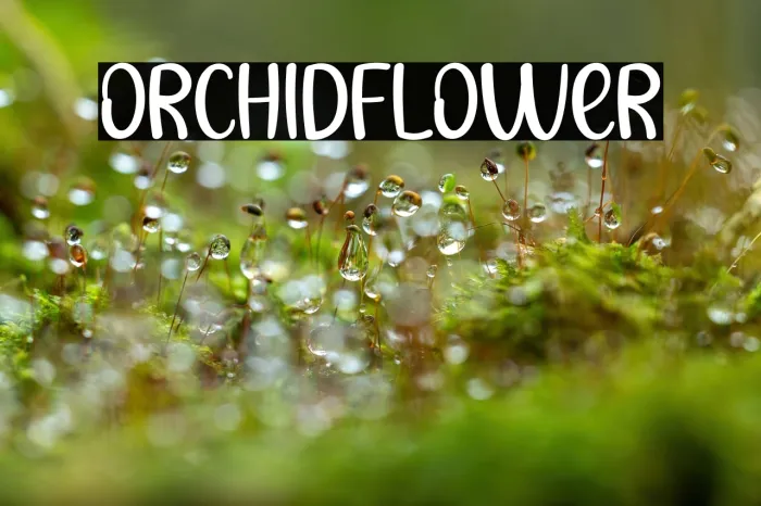 Orchid Flower Example 1