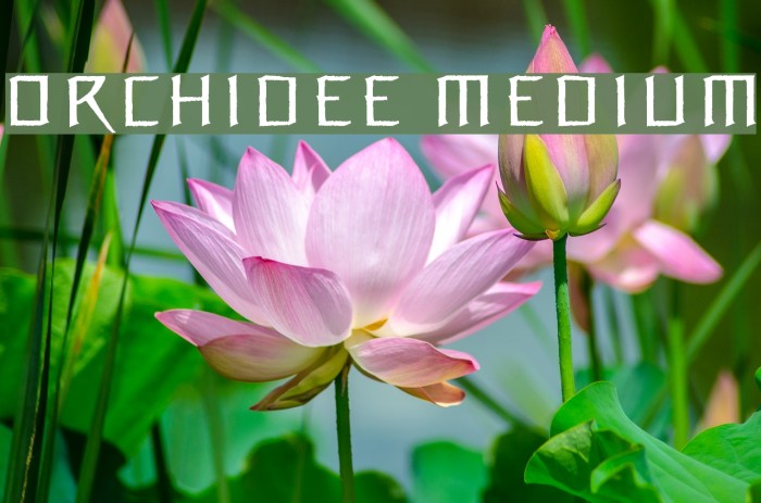 Orchidee Medium フォント examples