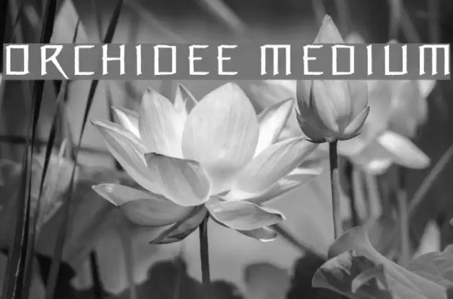 Orchidee Medium フォント examples