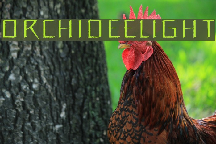 OrchideeLight Font examples