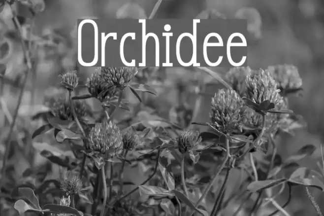 Orchidee Font examples