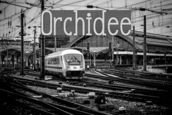 Orchidee Font examples