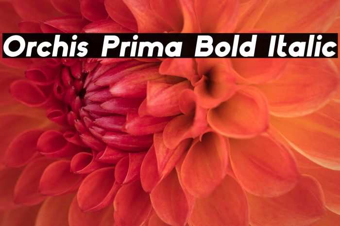 Orchis Prima Bold Italic Example 2