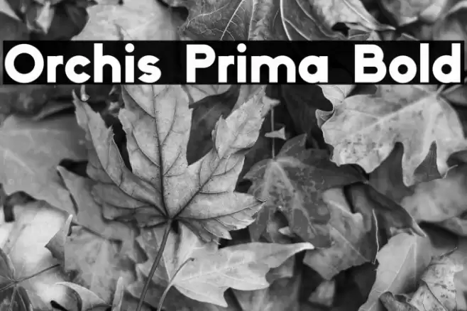 Orchis Prima Bold Font examples