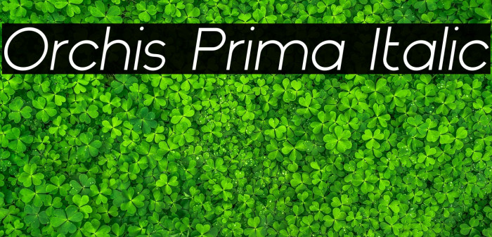 Orchis Prima Italic Example 2