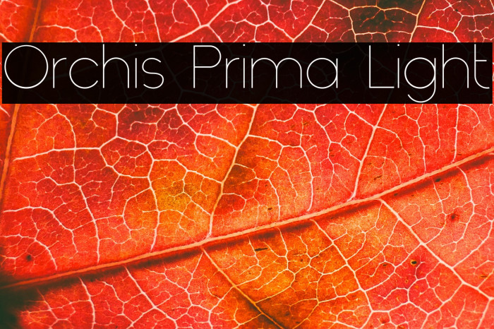 Orchis Prima Light Example 1