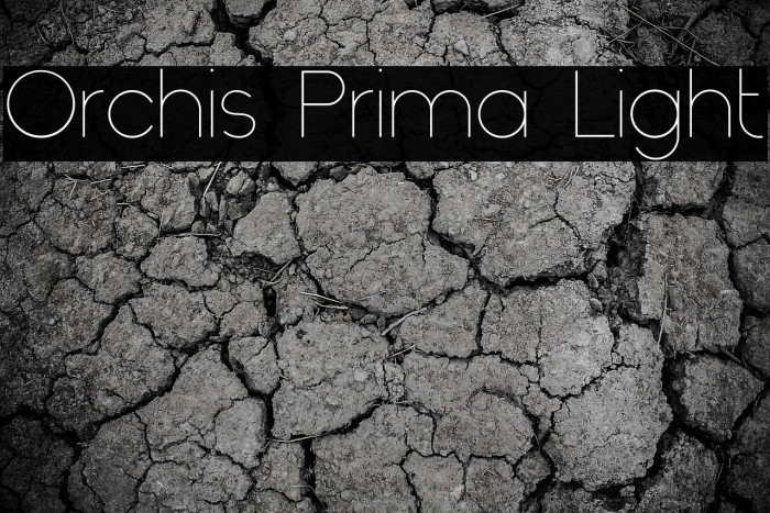 Orchis Prima Light Example 2