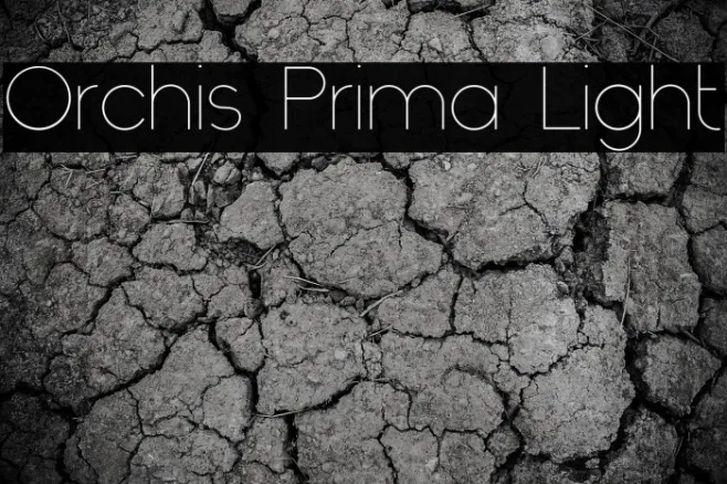 Orchis Prima Light Example 2