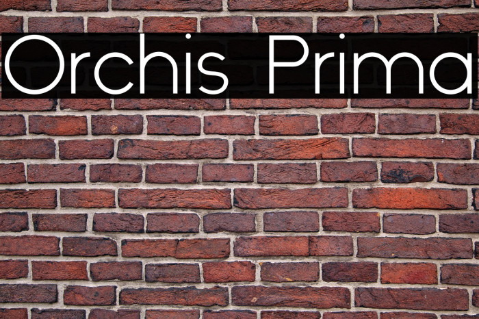 Orchis Prima Example 1
