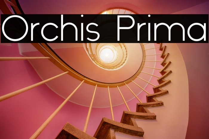 Orchis Prima Example 3