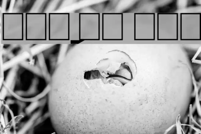 Ordens_VK Normal Fonte examples