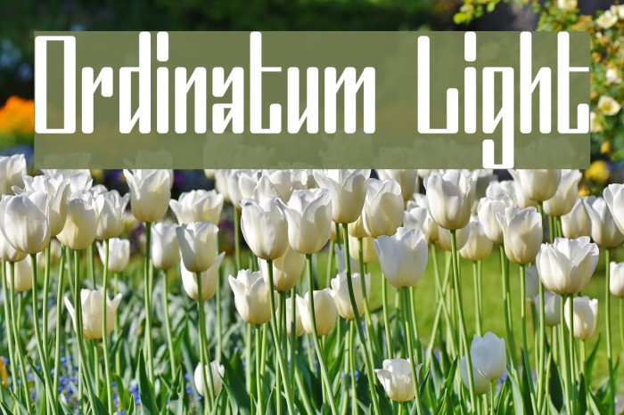 Ordinatum Light Font examples