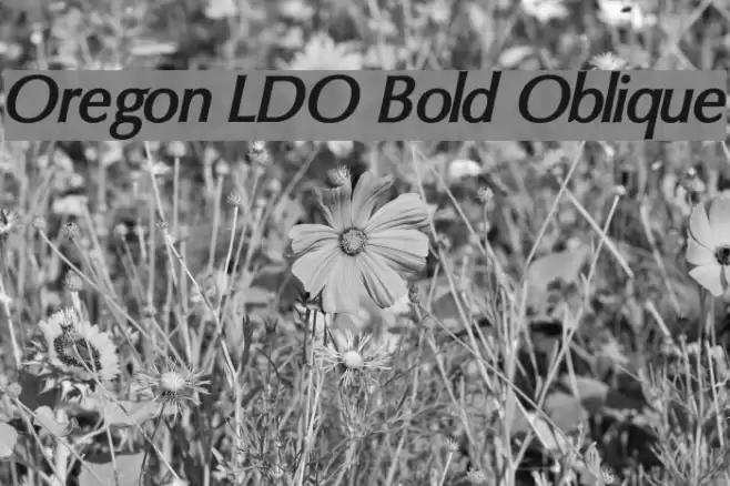 Oregon LDO Bold Oblique Font examples