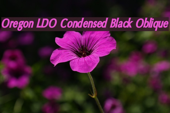 Oregon LDO Condensed Black Oblique フォント examples