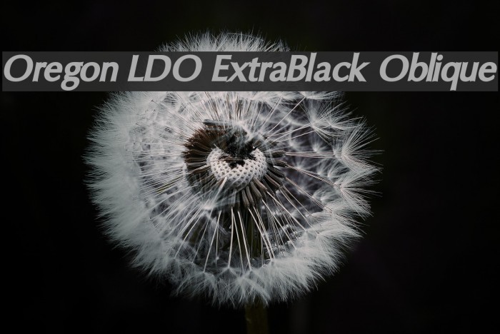 Oregon LDO ExtraBlack Oblique Font examples