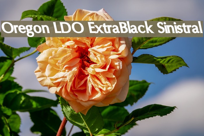 Oregon LDO ExtraBlack Sinistral Font examples