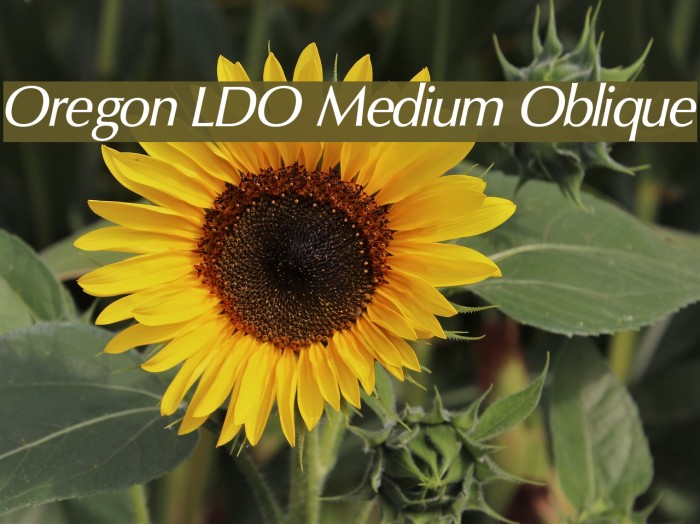 Oregon LDO Medium Oblique Example 3