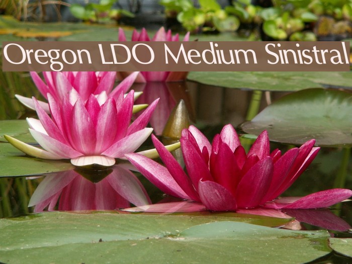 Oregon LDO Medium Sinistral Font examples