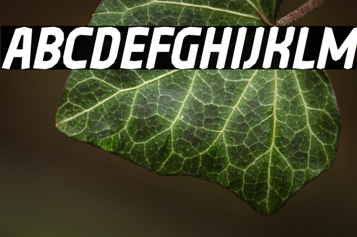 Oreta Italic Example 2