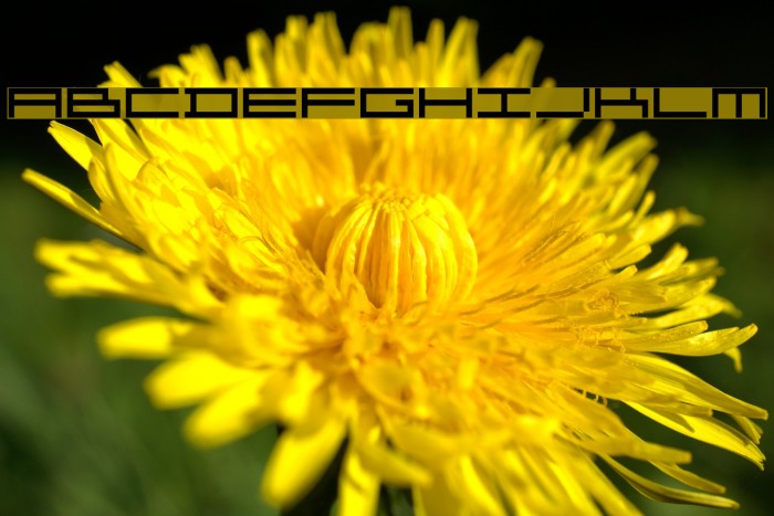 Organ Font examples
