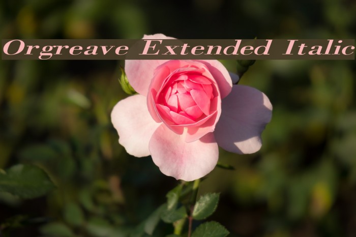 Orgreave Extended Italic Example 3