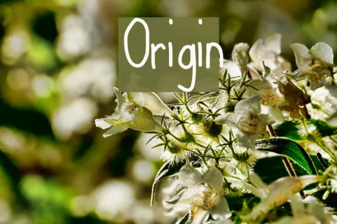 Origin Example 1