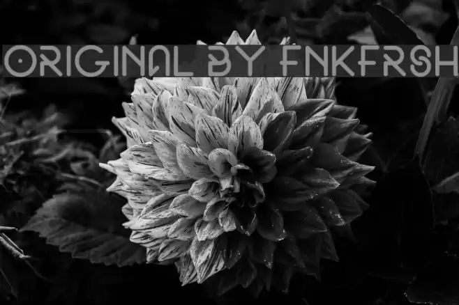 Original by fnkfrsh Font examples