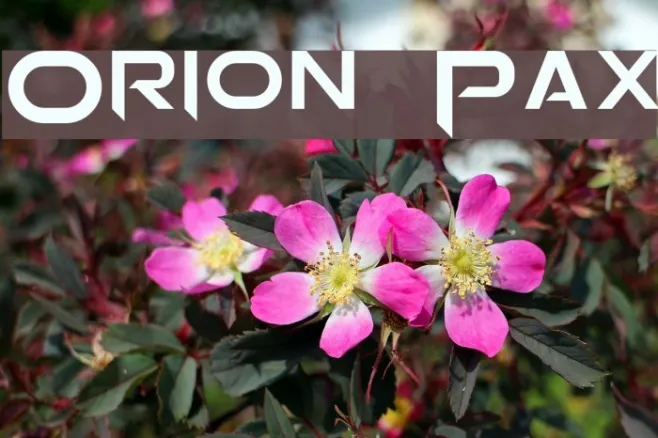 Orion Pax Example 1