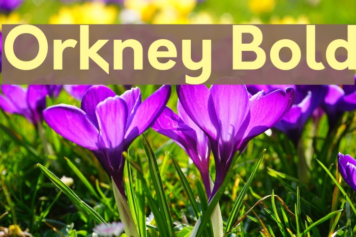 Orkney Bold Example 3