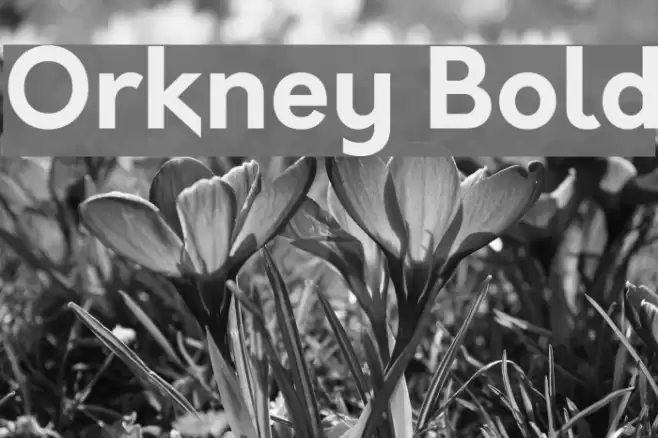 Orkney Bold Font examples