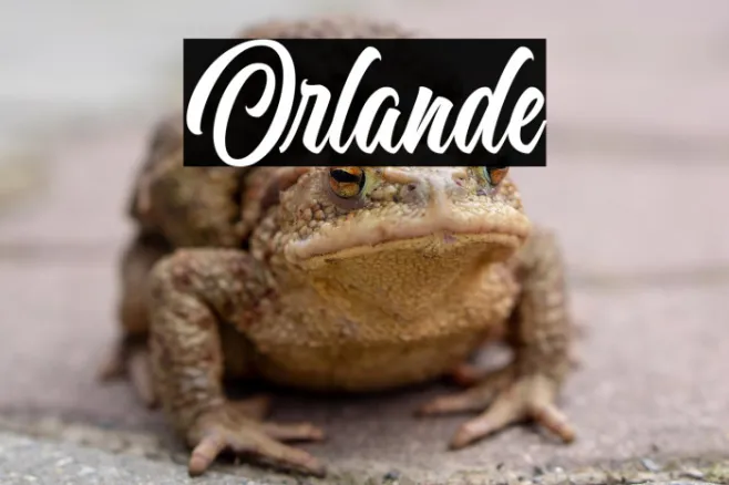 Orlande Example 2