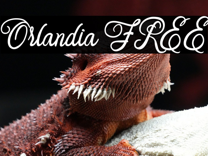 Orlandia FREE Example 1