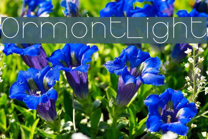 OrmontLight Font examples