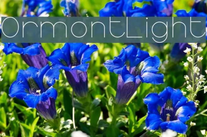 OrmontLight Example 1