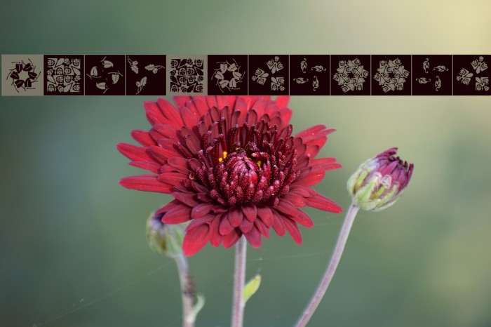 OrnaRosettes Example 1