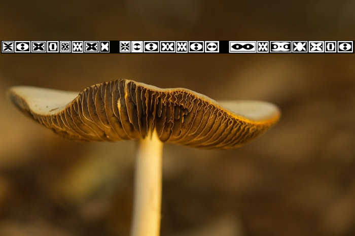 Ornament Borders Regular Example 2